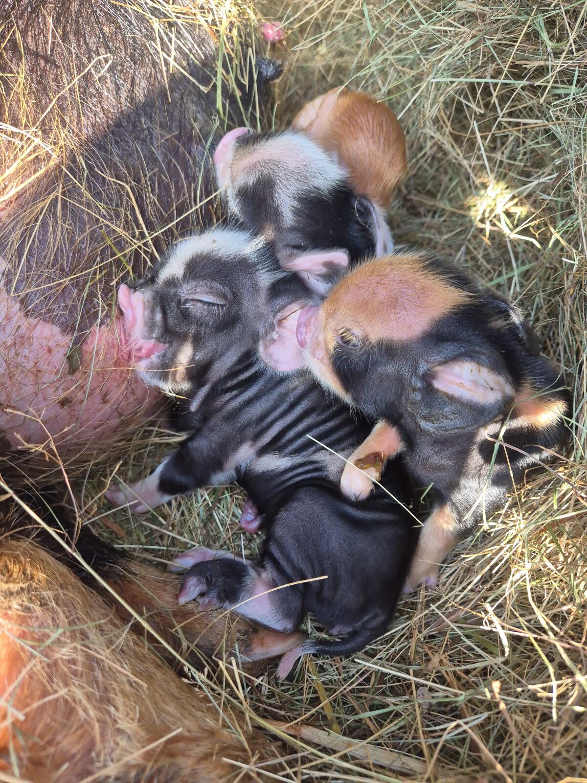 Kunekune Ferkel 3