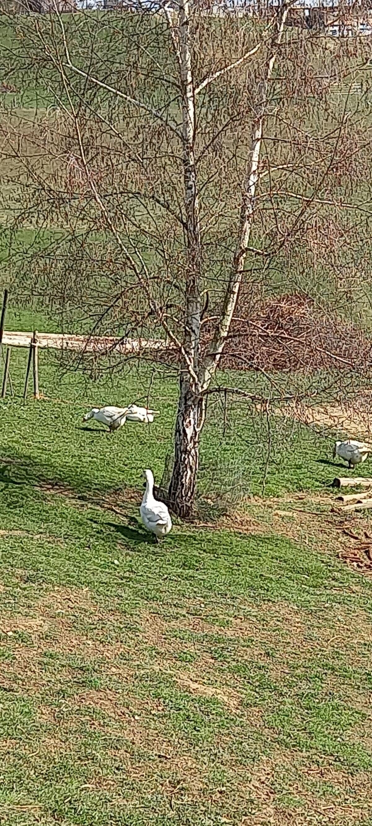 Gänse + Gänseeier 3