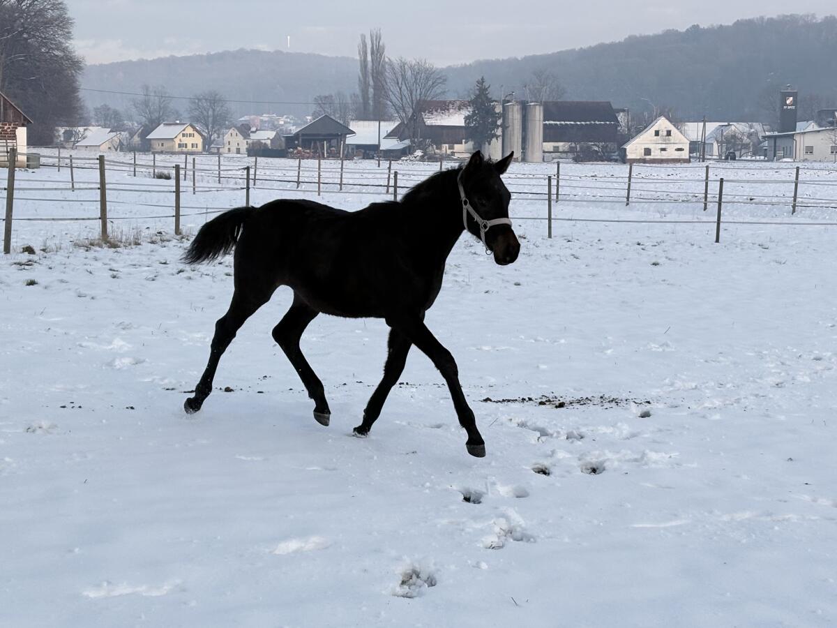 Wunderschönes Trakehner Stutfohlen 2