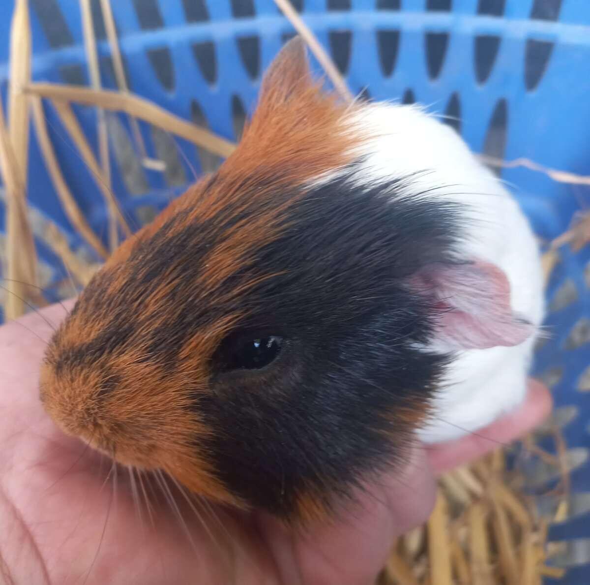 Meerschweinchen 3