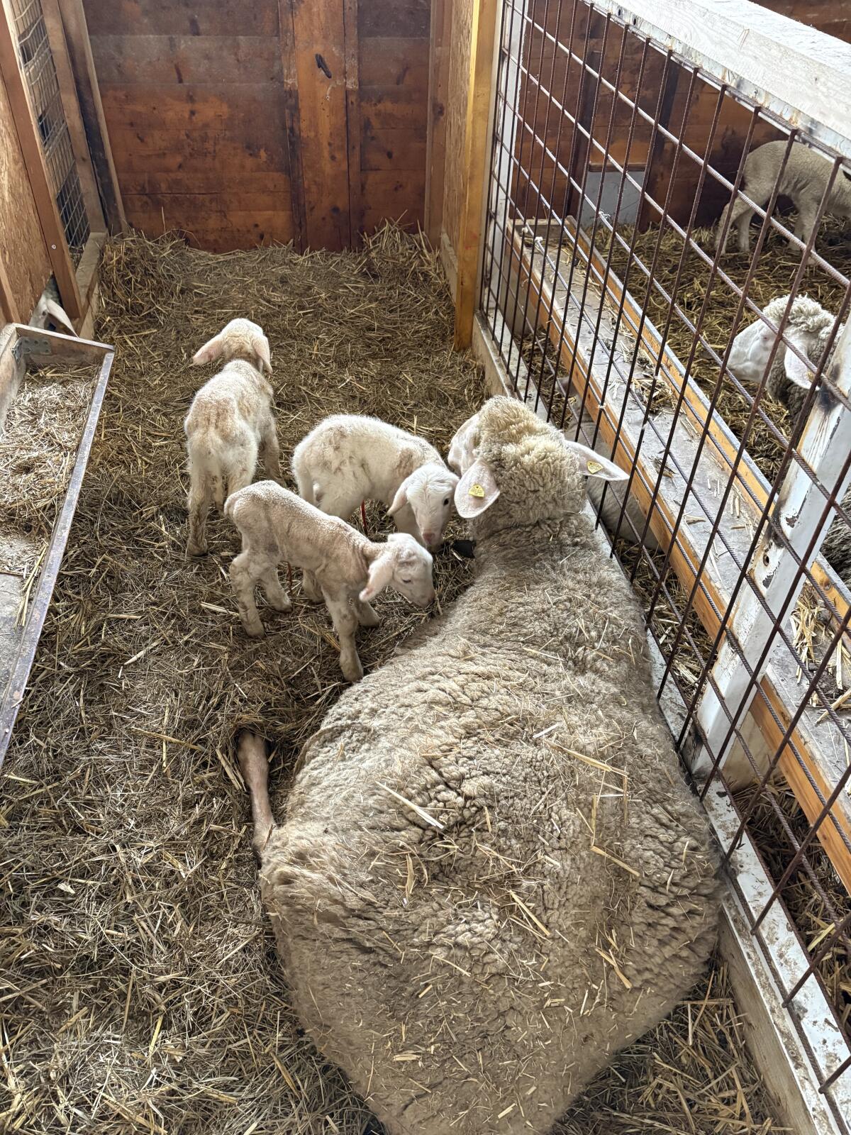 Merino, Lämmer 2