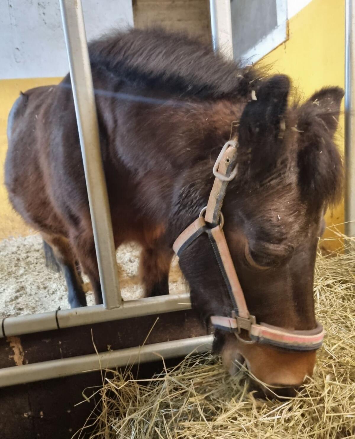 Kinderpony Stute Pony 3