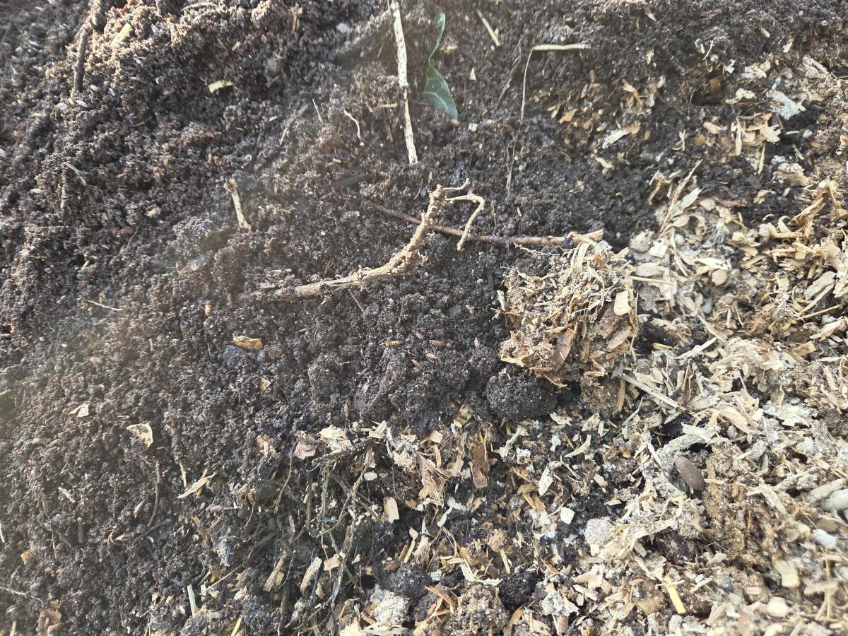 Kompost, Dünger, Erde 2