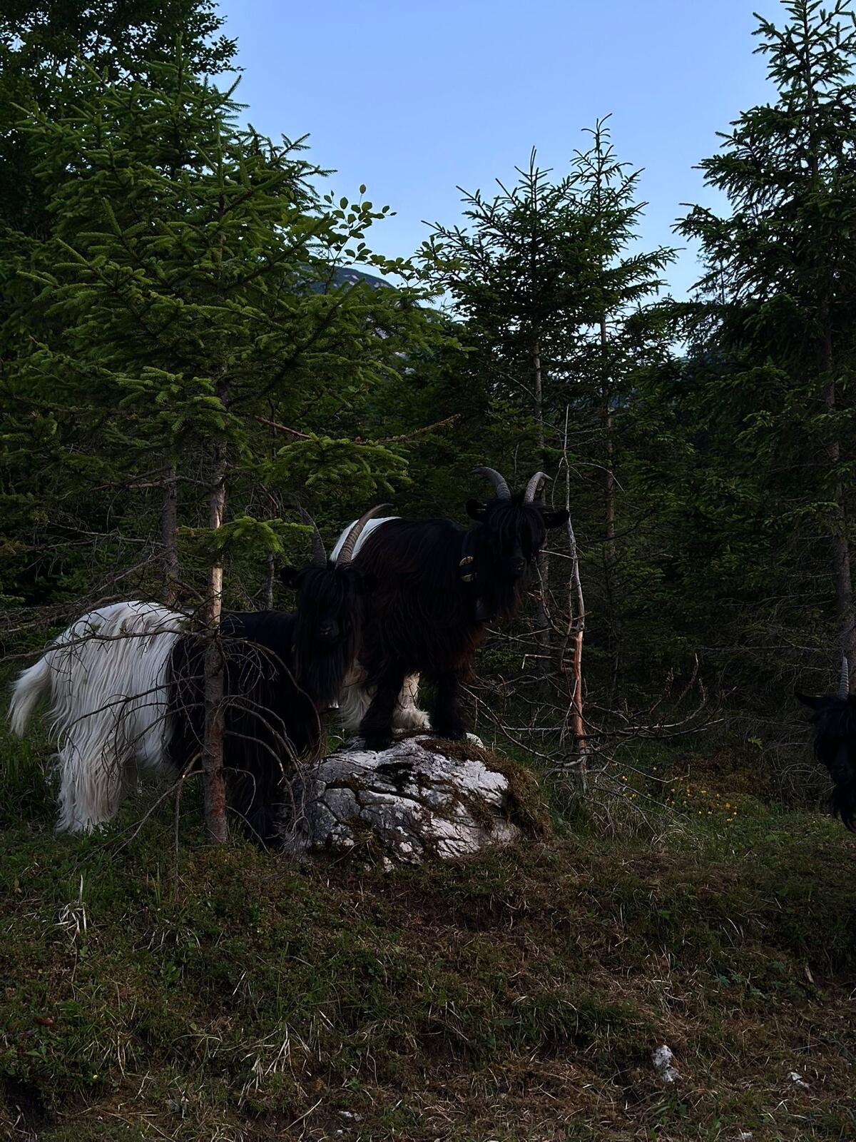 walliser schwarzhalsziegen 3