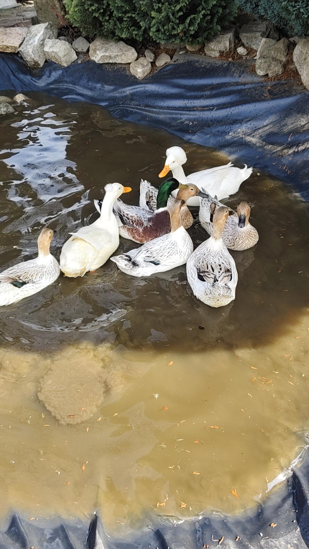 Bruteier Enten 2