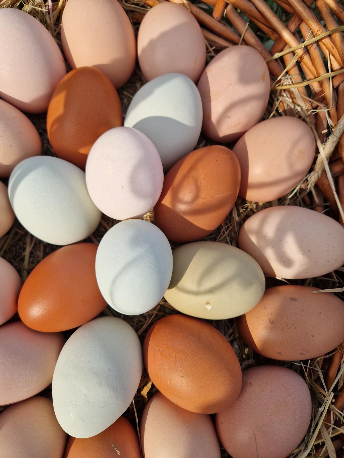 Bunte Bruteier Buntleger Easter Egger 3