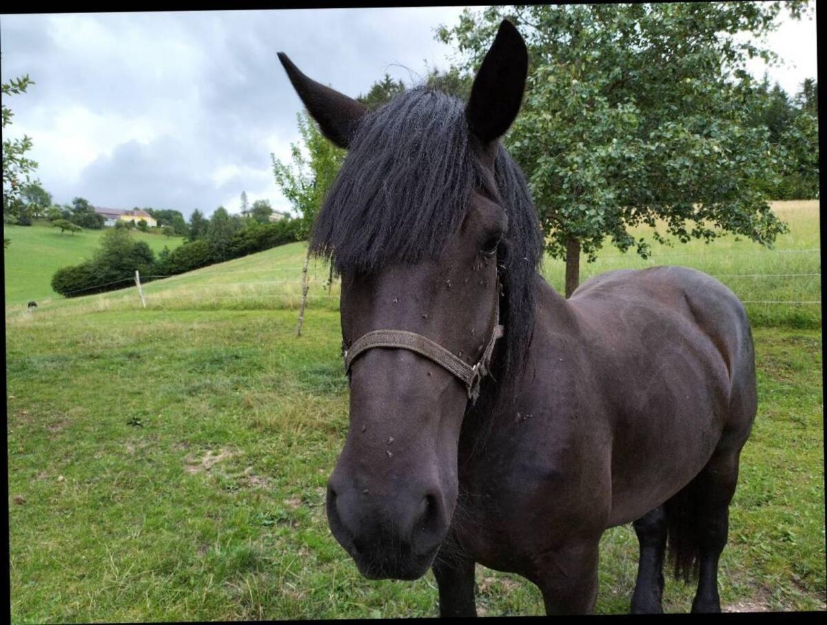 Lilli Noriker Stute 2