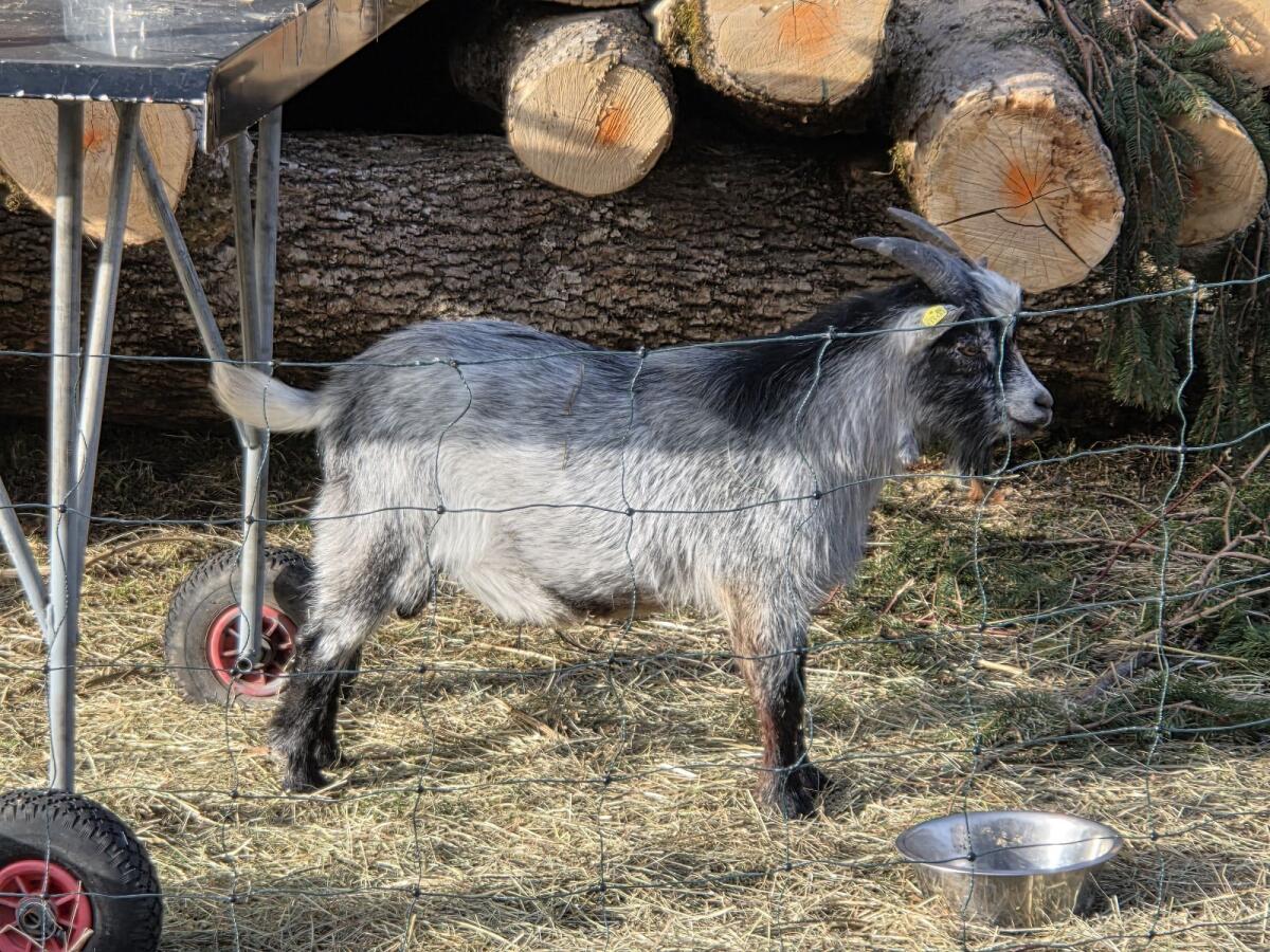 Zwergziegenbock 3