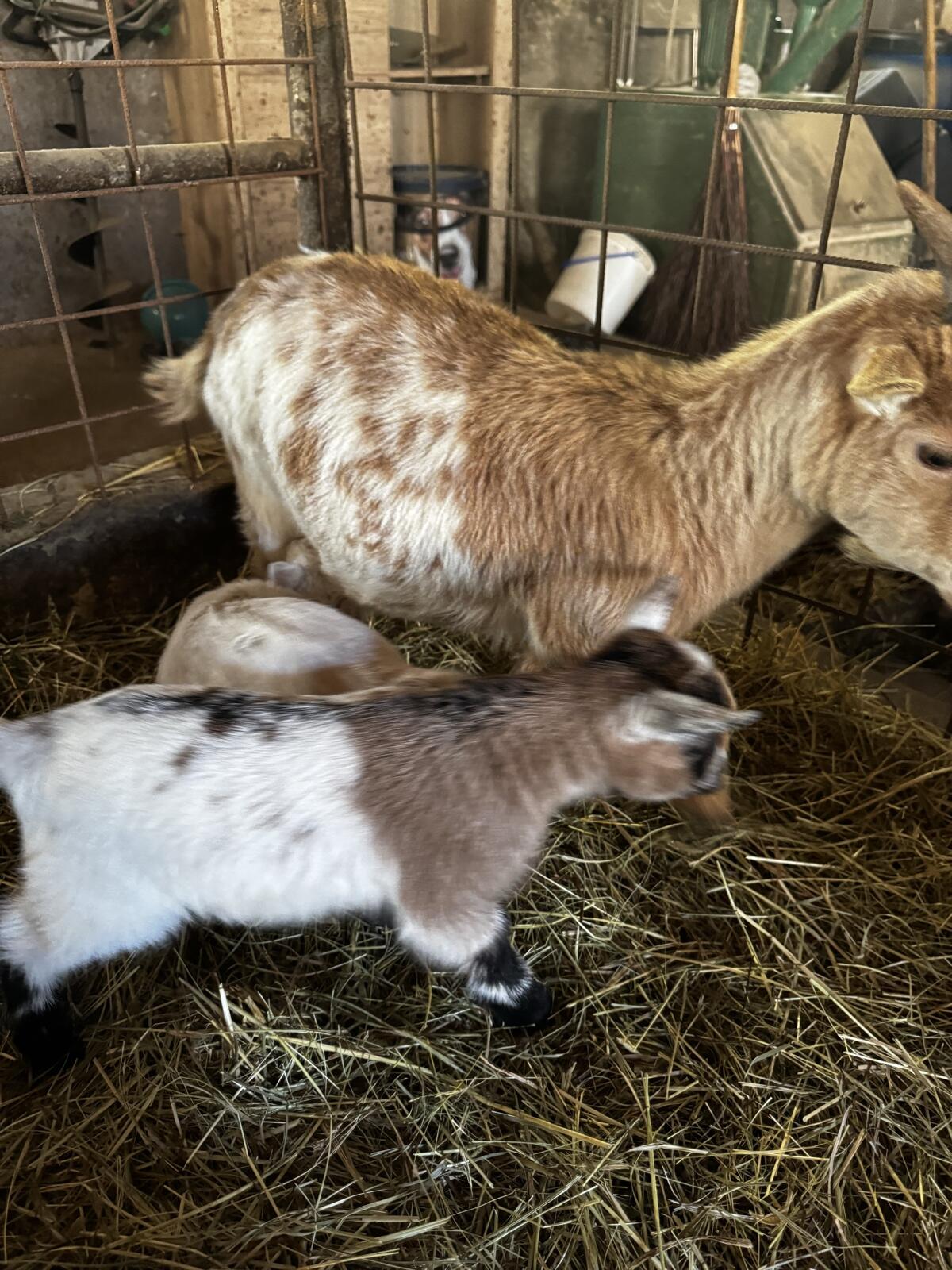 Zwergziegen Babys 2