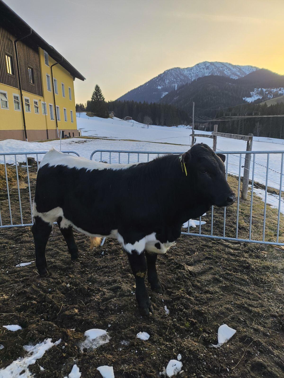 Original Pinzgauer Stier 2