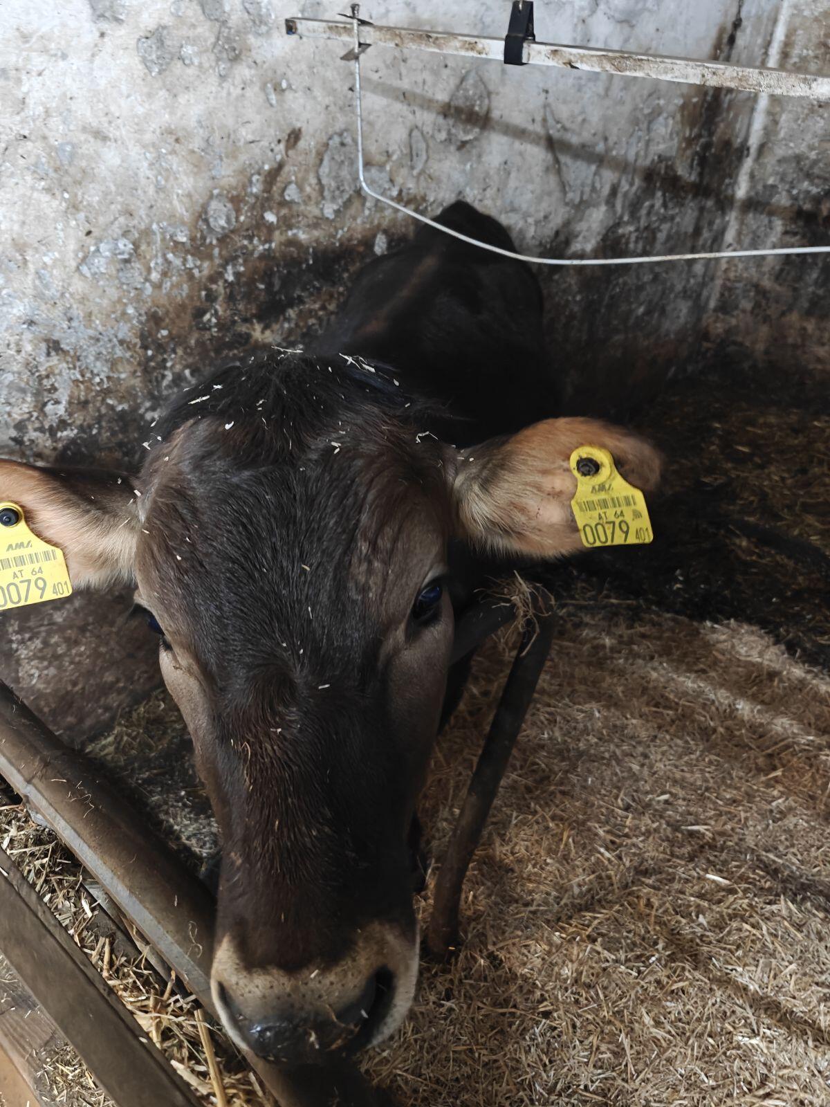 Verkaufe Jersey Jungrind 2