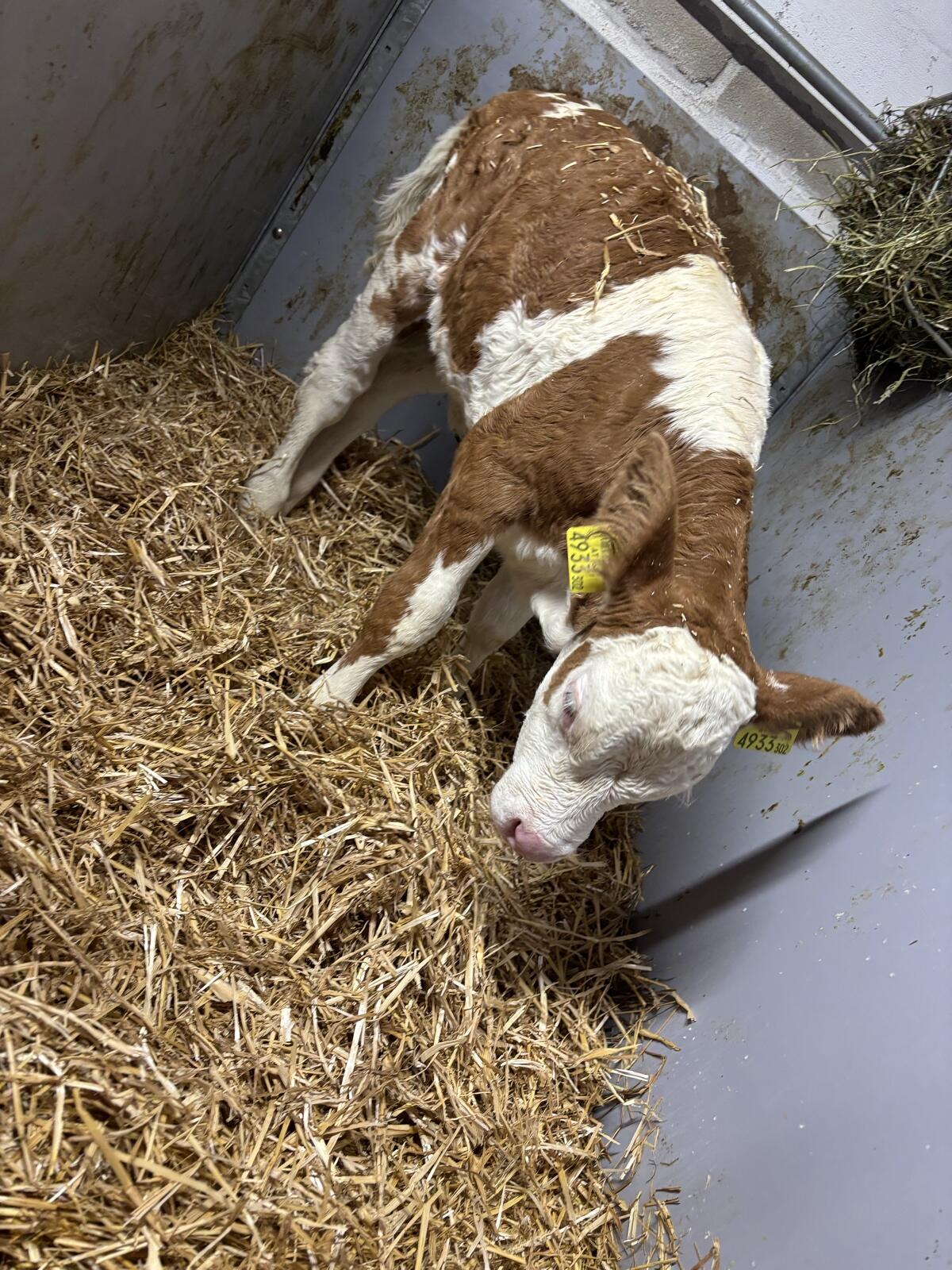 Fleckvieh Zuchtkalb 3