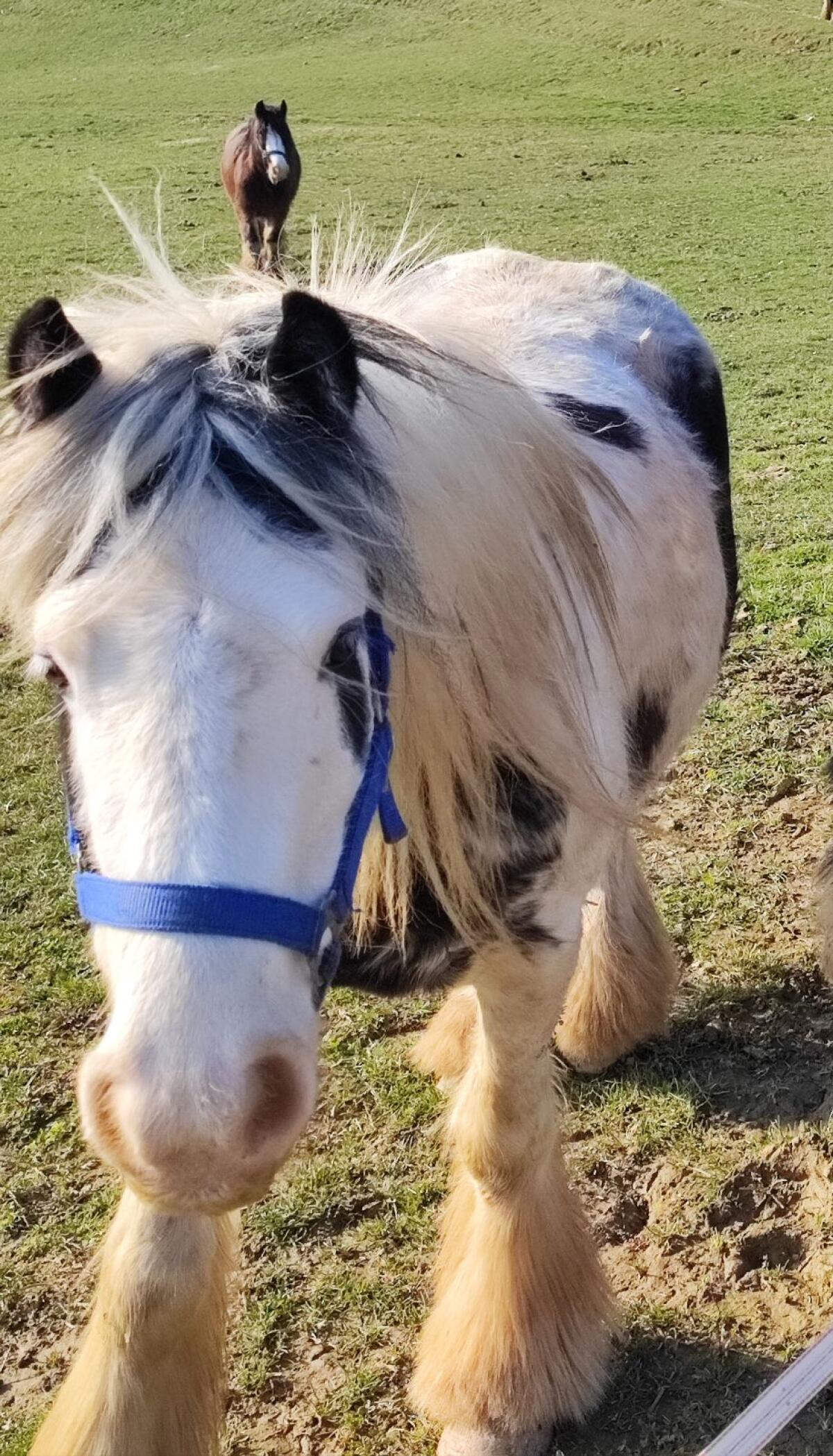 Tinker Stute tragend 3