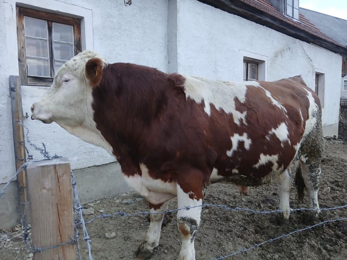 Miet-Stier 2