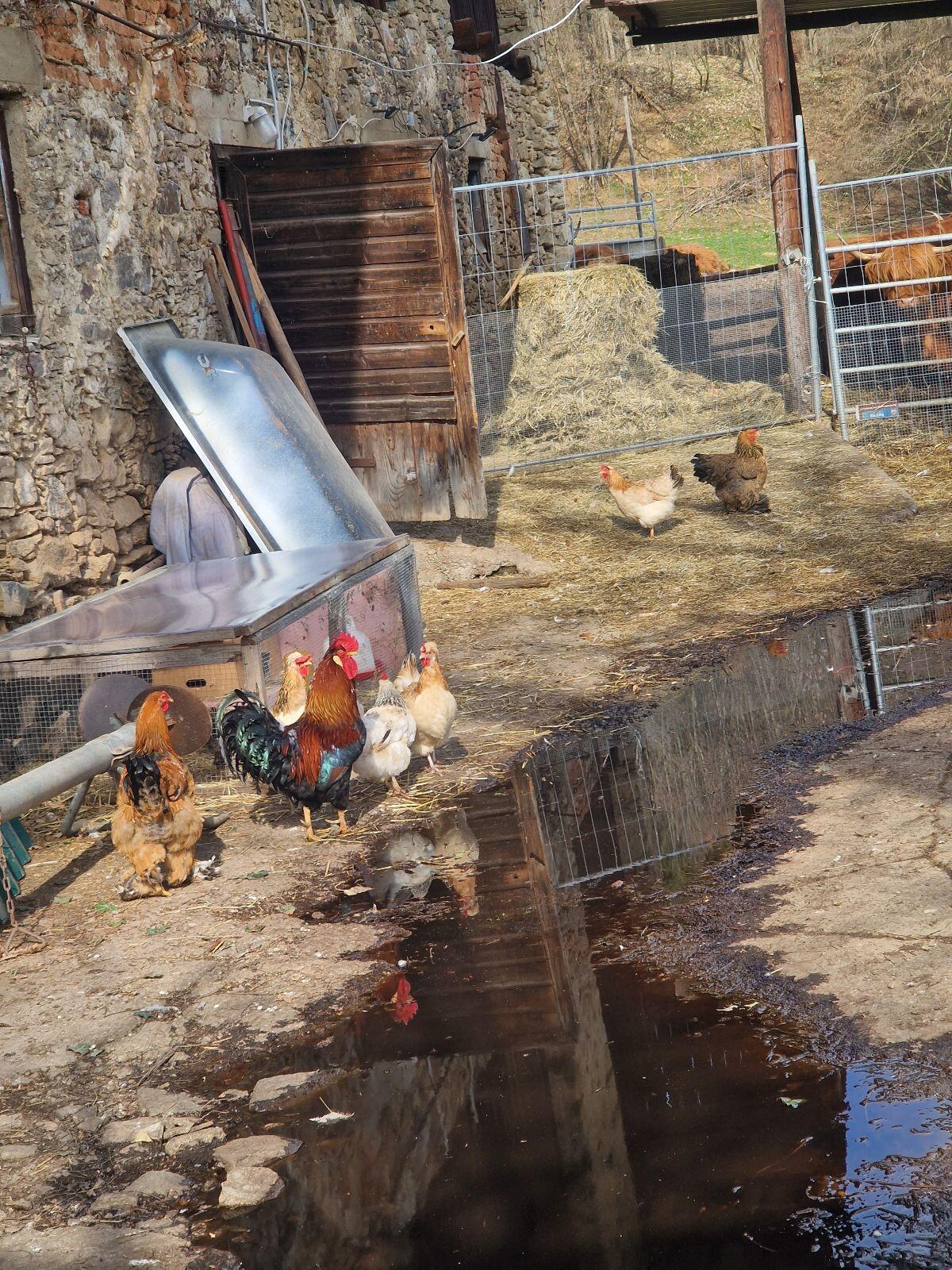 Hahn/Hähne zu verschenken 2