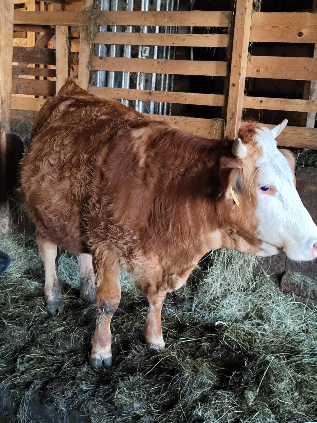 Bio Mutterkuh mit Kalb und Bio Kalbin trächtig 3