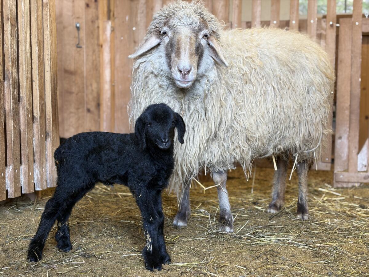 Alpine Steinschafe 3