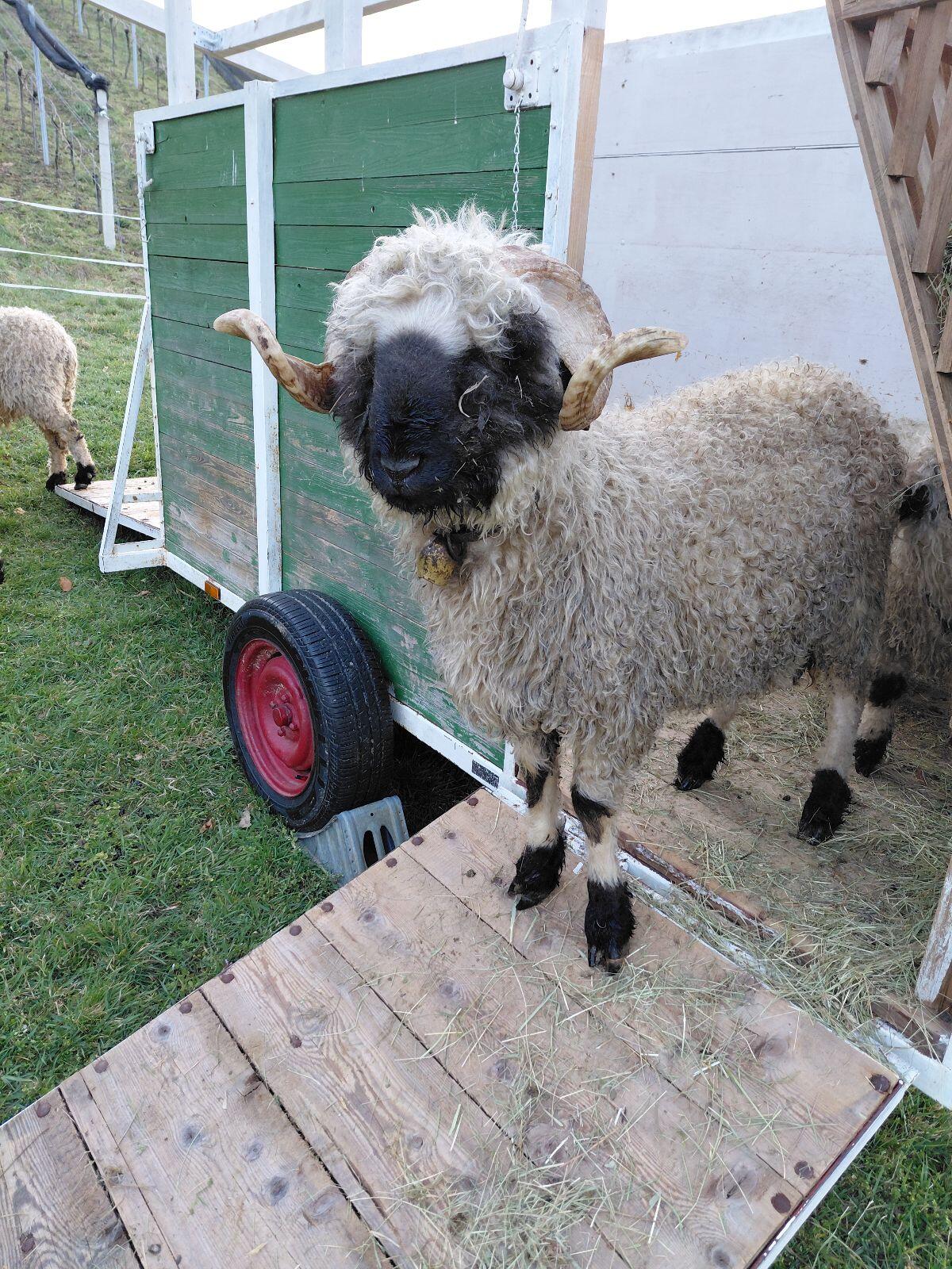 Walliser Schwarznasenschafe 2