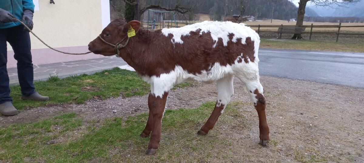 Pinzgauer Zuchtkalb 3