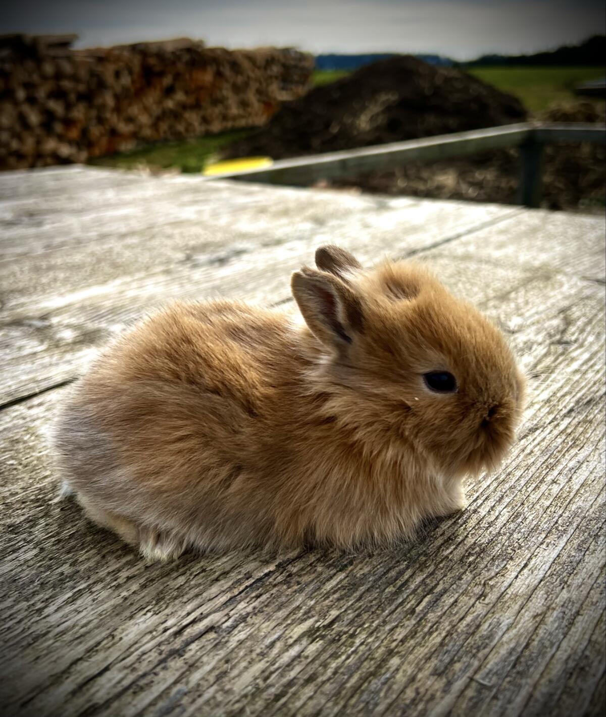 Zwergkaninchen Löwenkopf 2