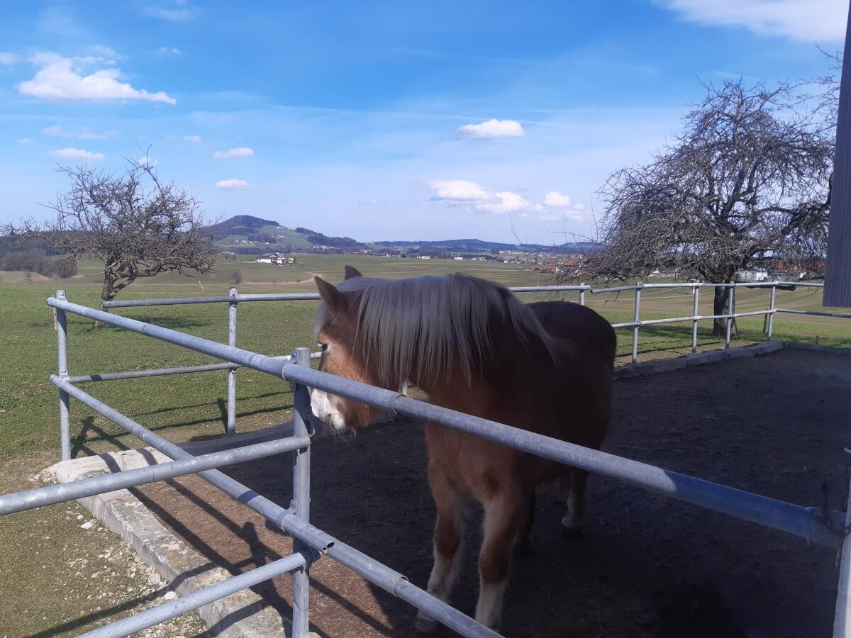 Einstellplatz Pony und Pferd 2