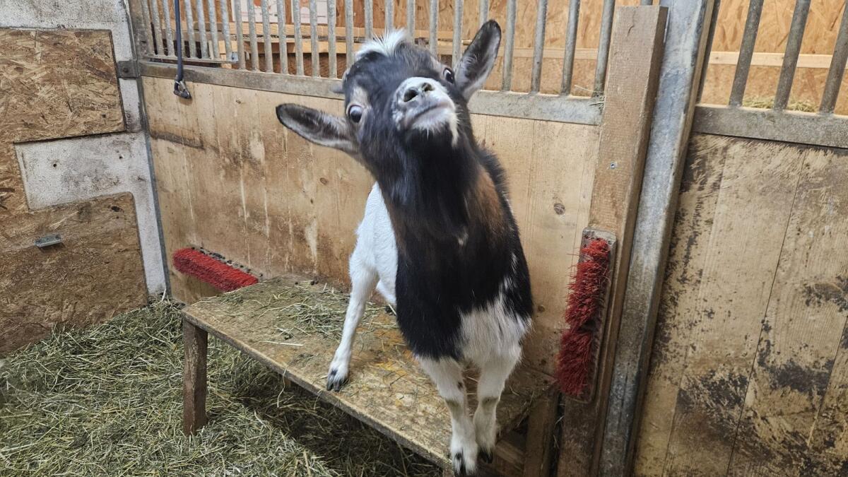 Zwergziegenbock sucht zu Hause 3