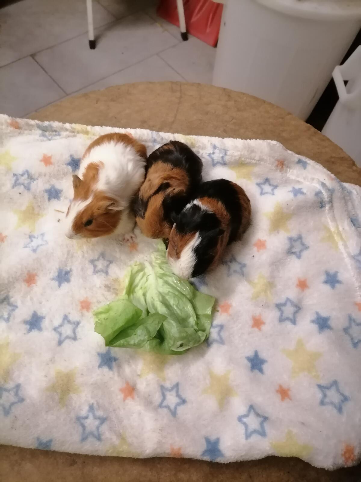 Meerschweinchen 2