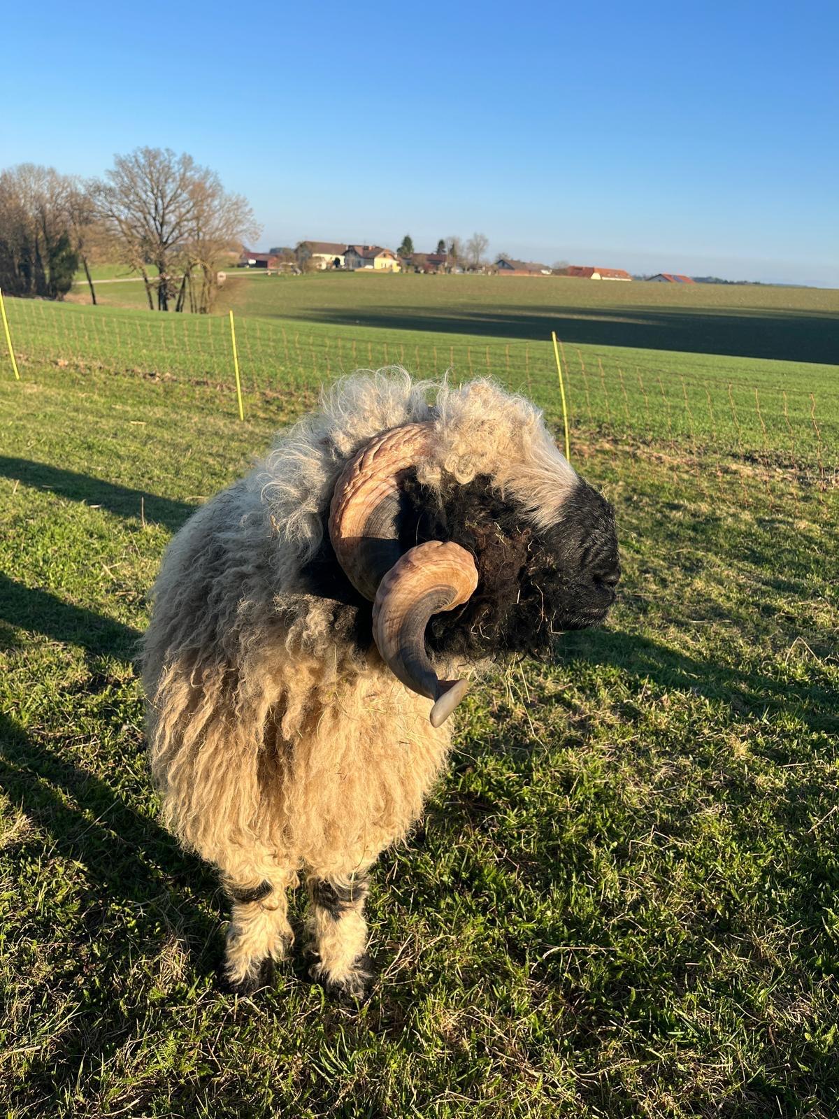 Walliser Schwarznasenschaf Widder HB 2