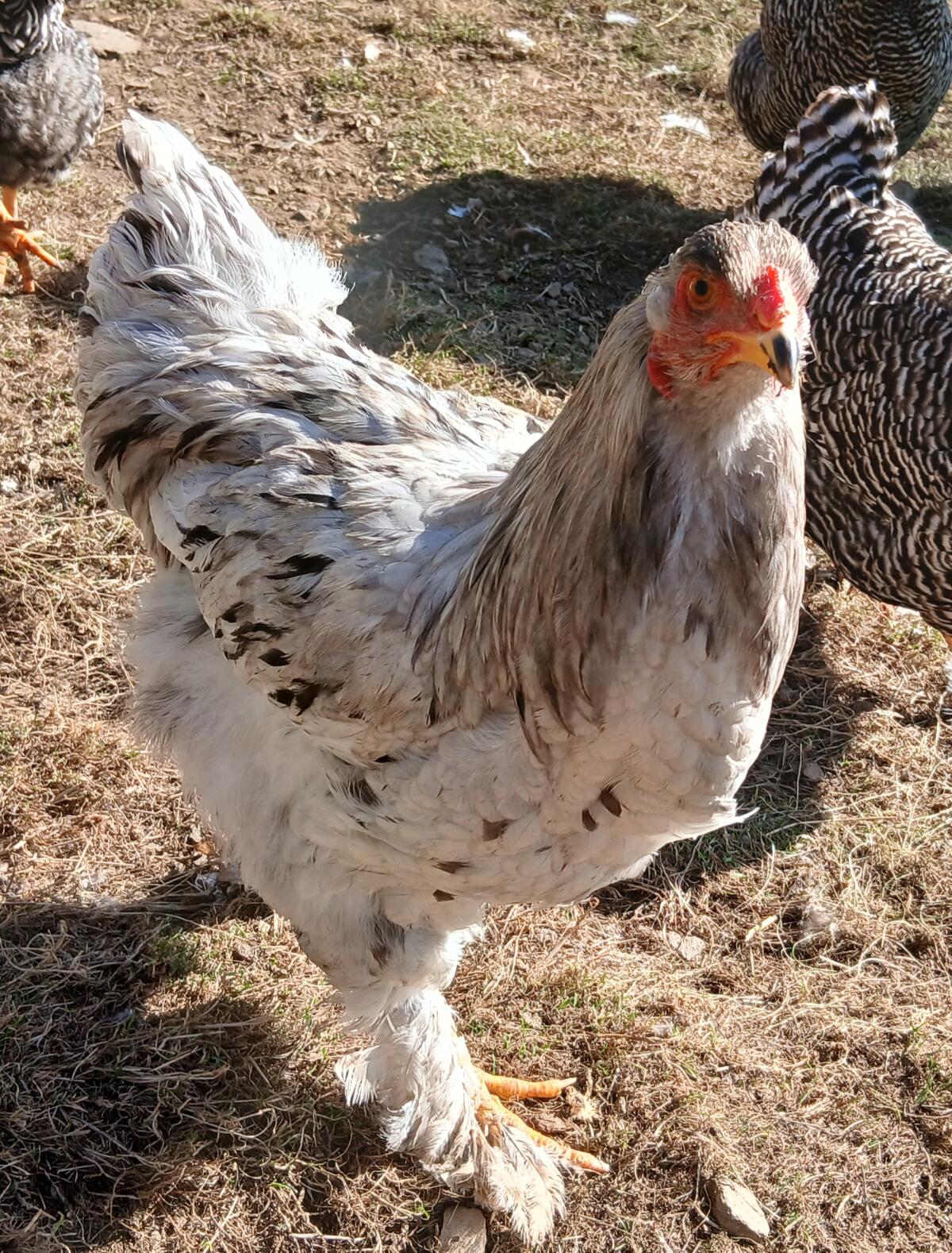 Brahma Hähne 2