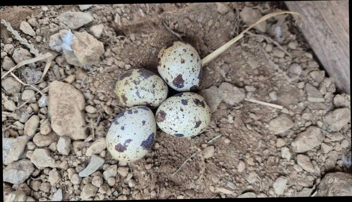 Wachtel Gockel Hahn 2