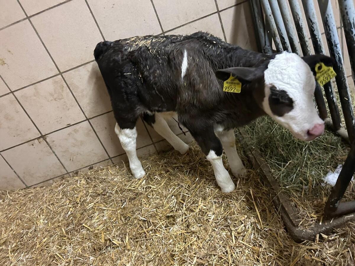 Fleckvieh Stierkalb 3