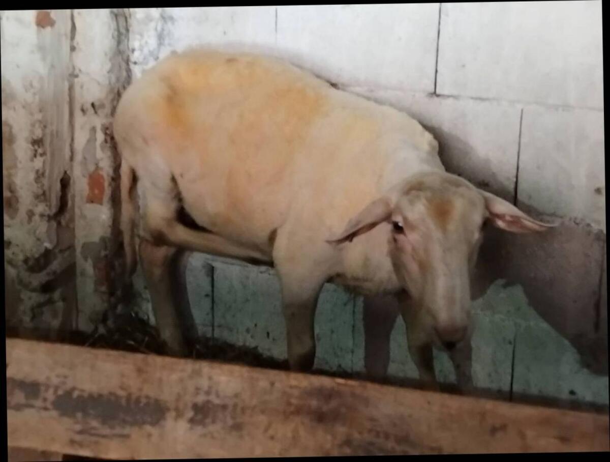 Schaf Widder Jura-Lacaune 3