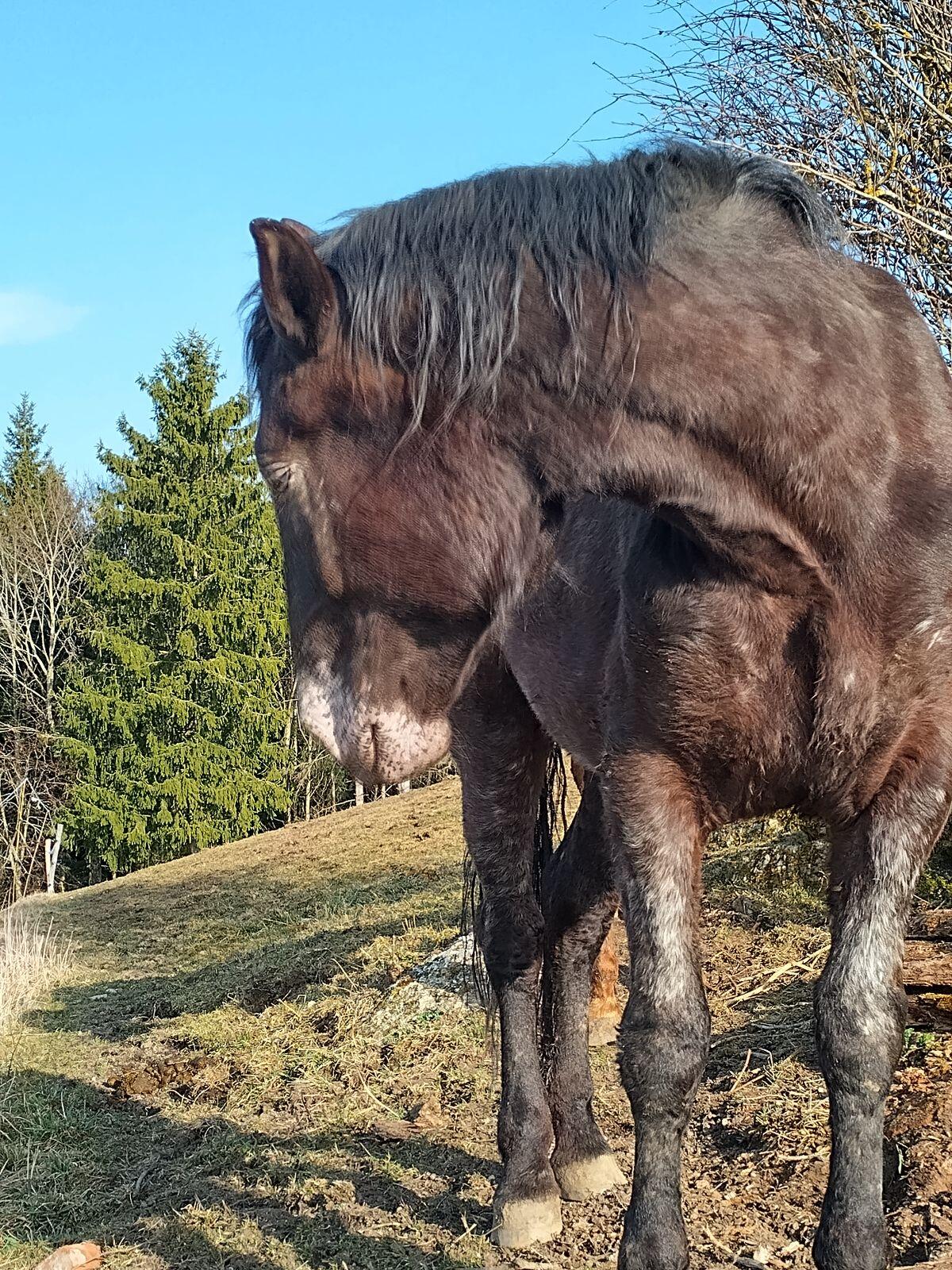 Finja Noriker Stute 3