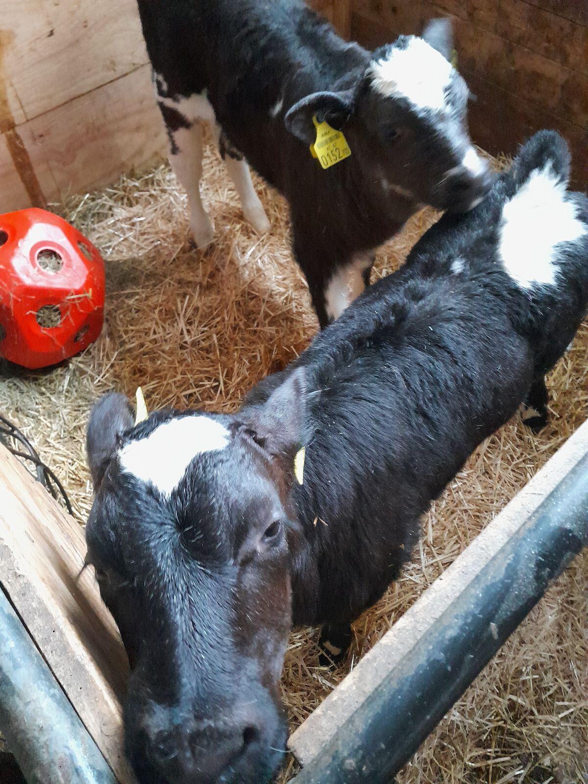 weiß blauer Belgier Kuhkalb 2