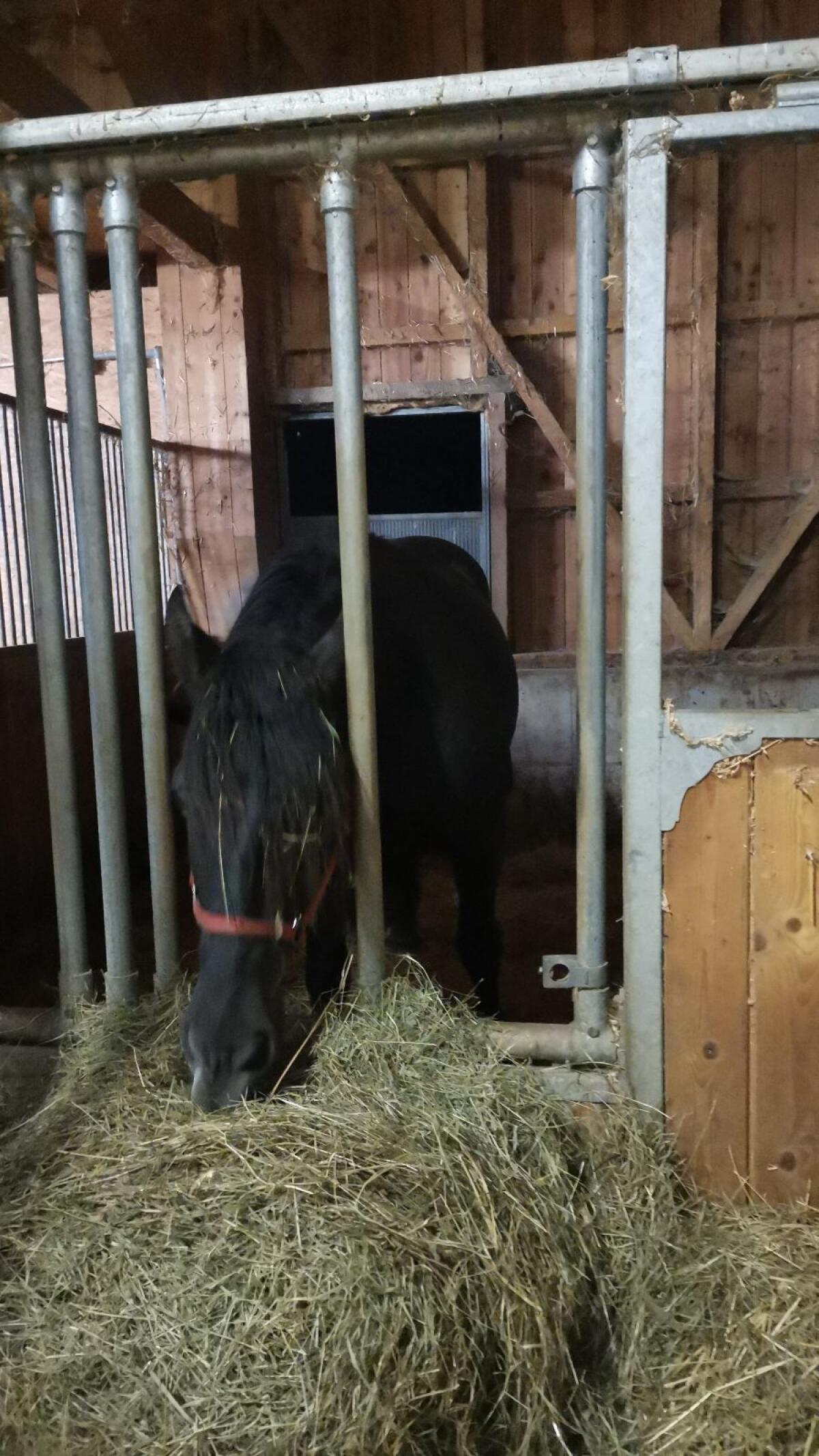 Pferdeboxen von Schauer 2