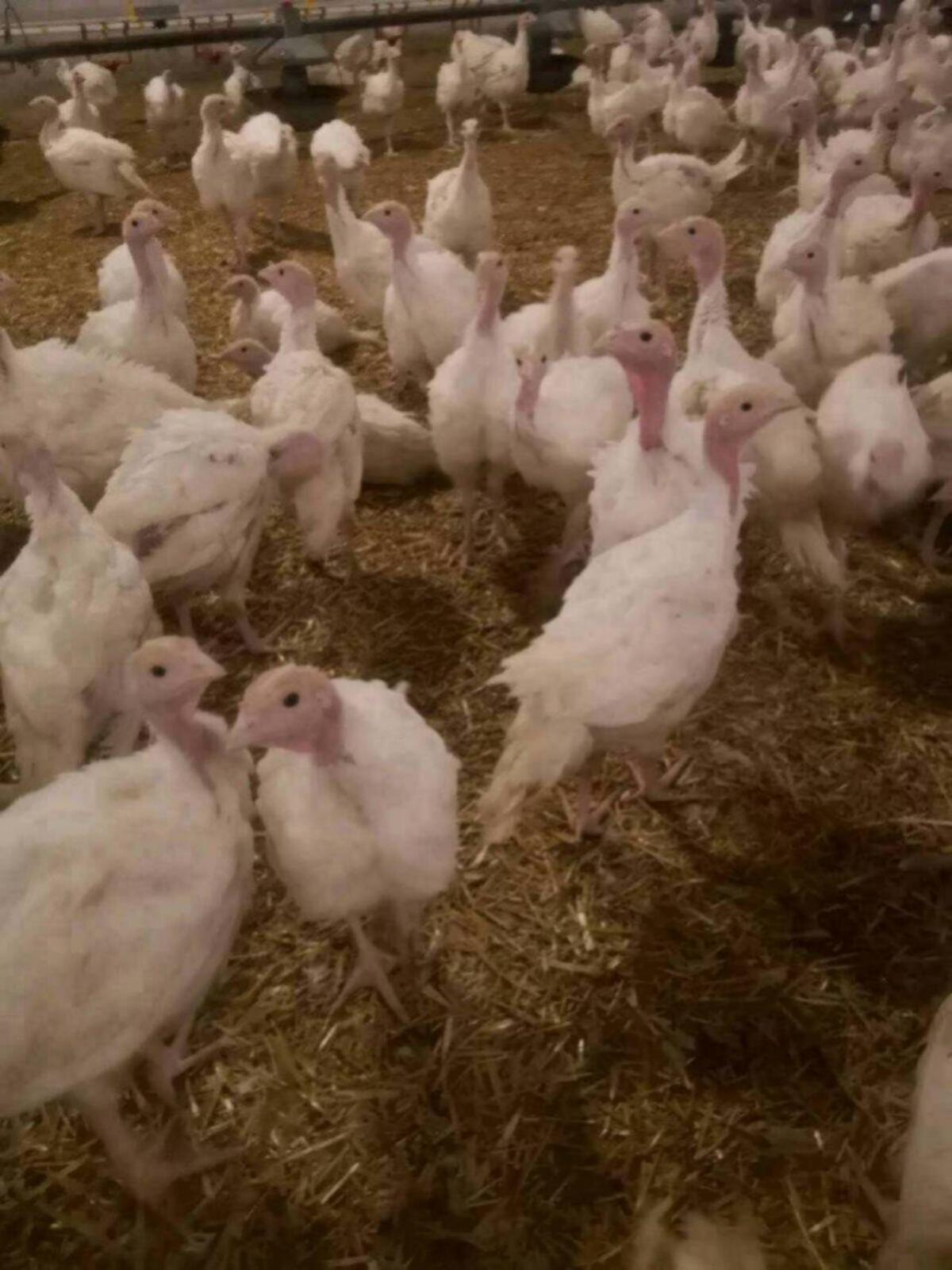 Puten zum Weiterfüttern 2