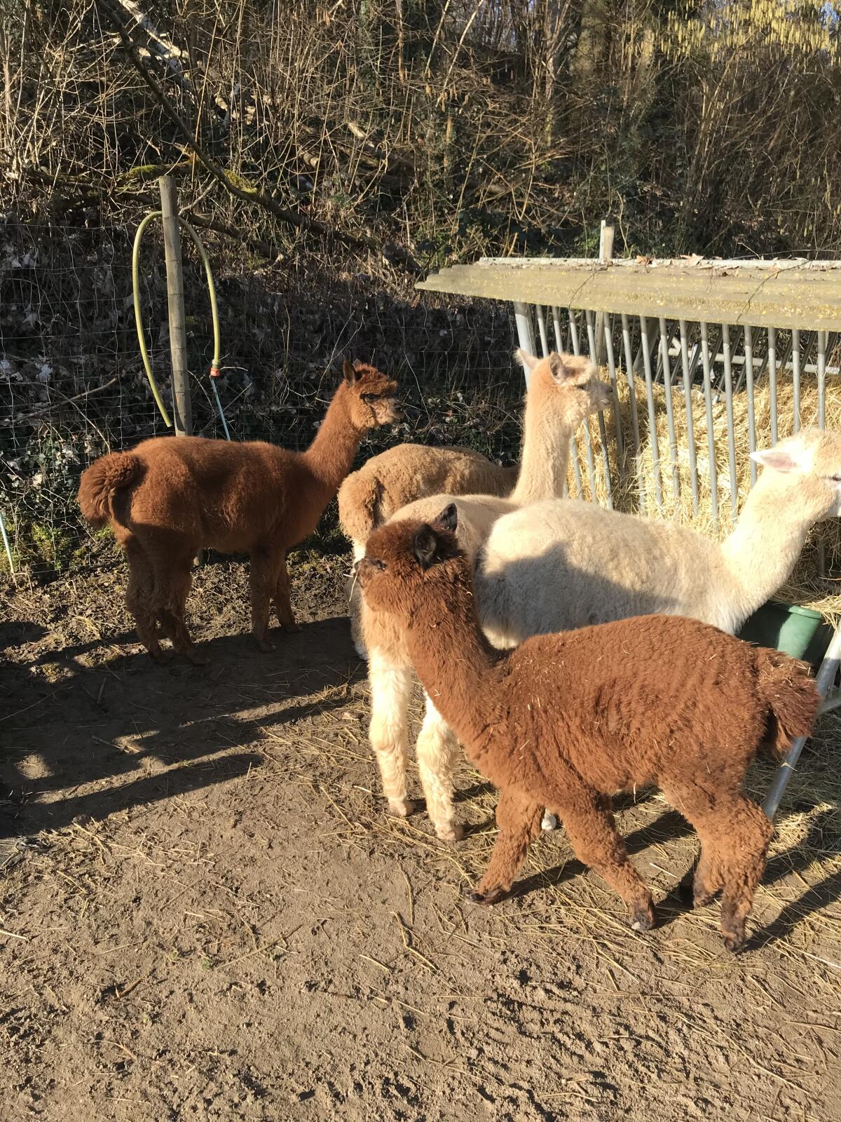 Alpaka Huacaya Herde 2