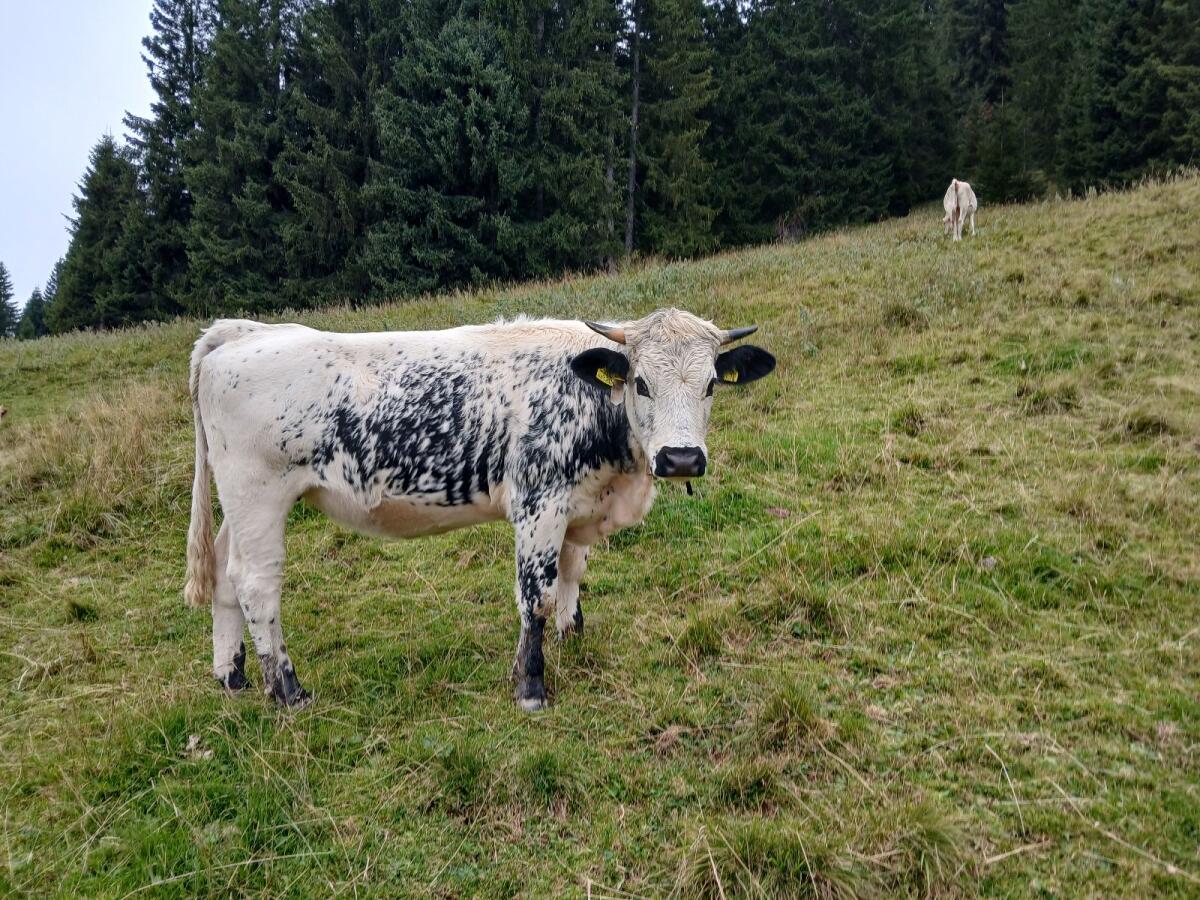 Pustertaler Sprinzen Kalbin Bio 2