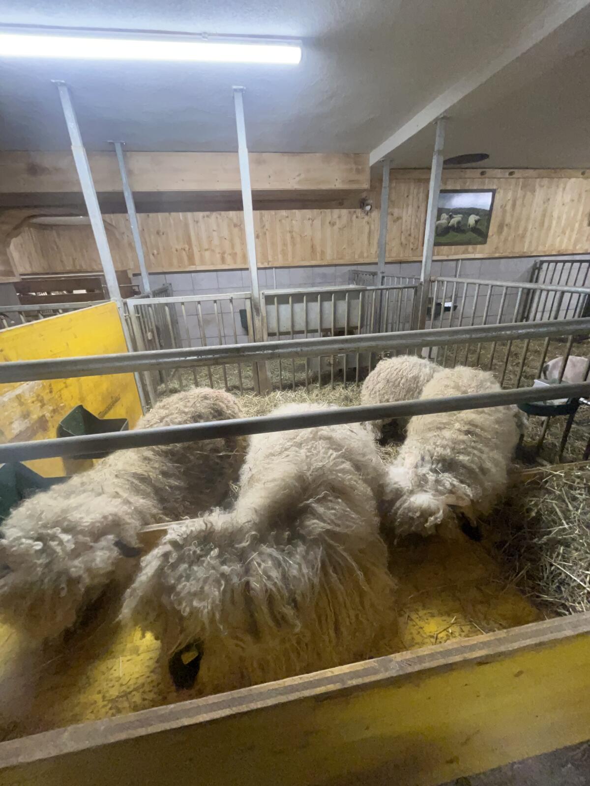 Walliser Schwarznasenwidda 3