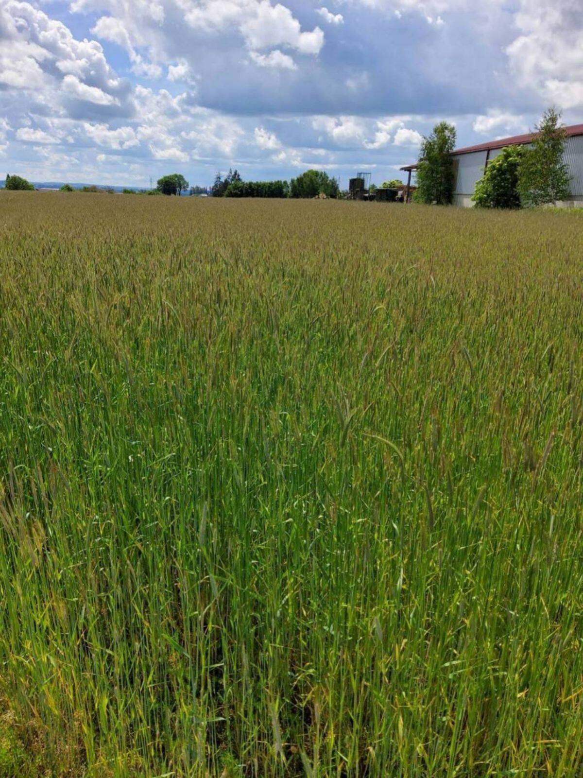 BIO Triticale und Roggen ab Feld 2
