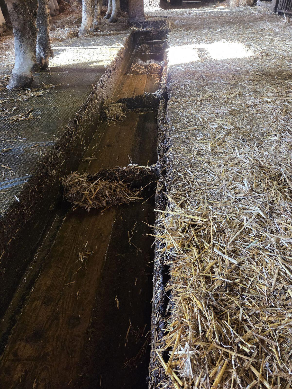 Schauer Schubstangenentmistung 2