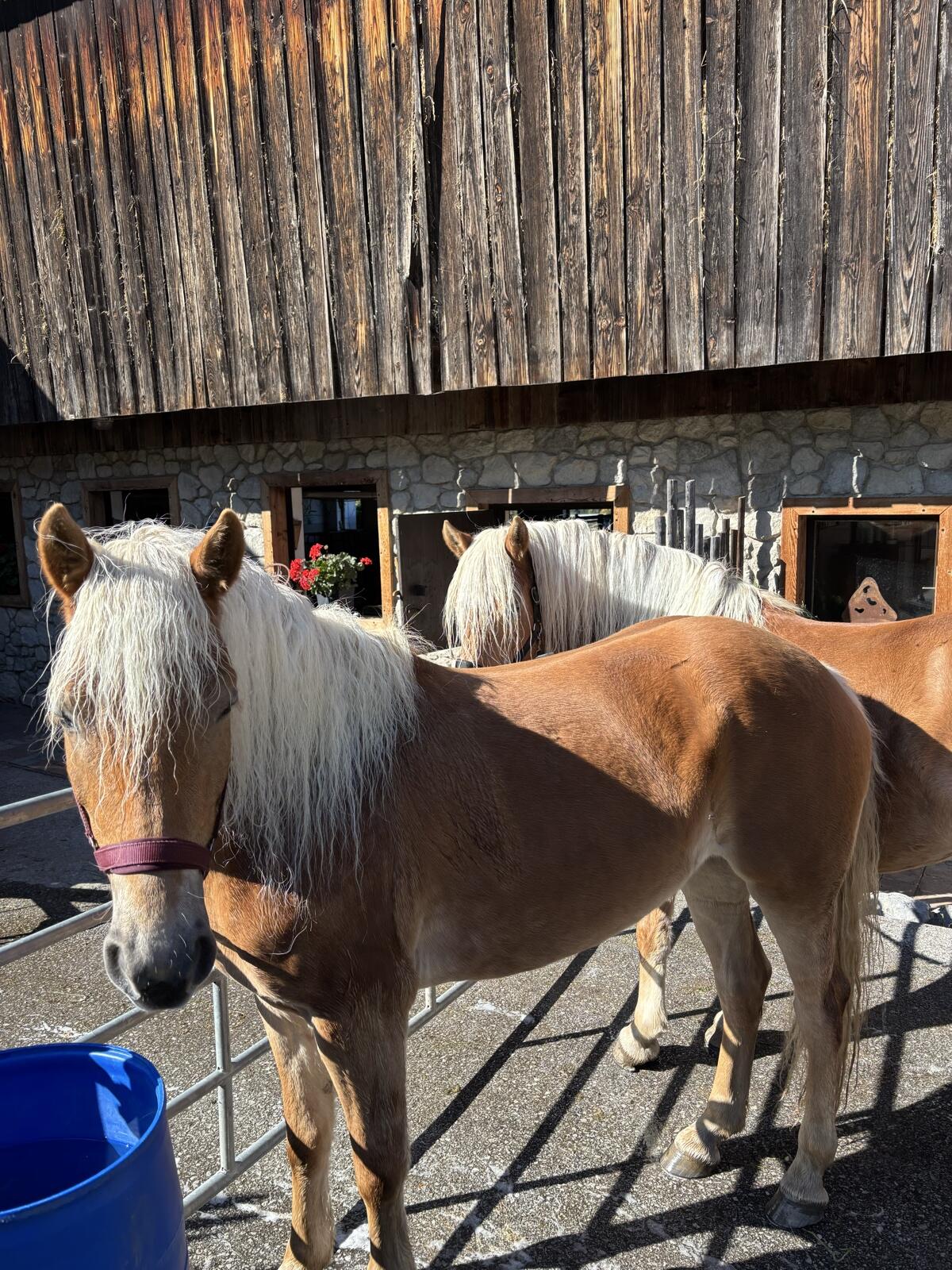 Verkaufe 4-jährige Haflinger Stute 2