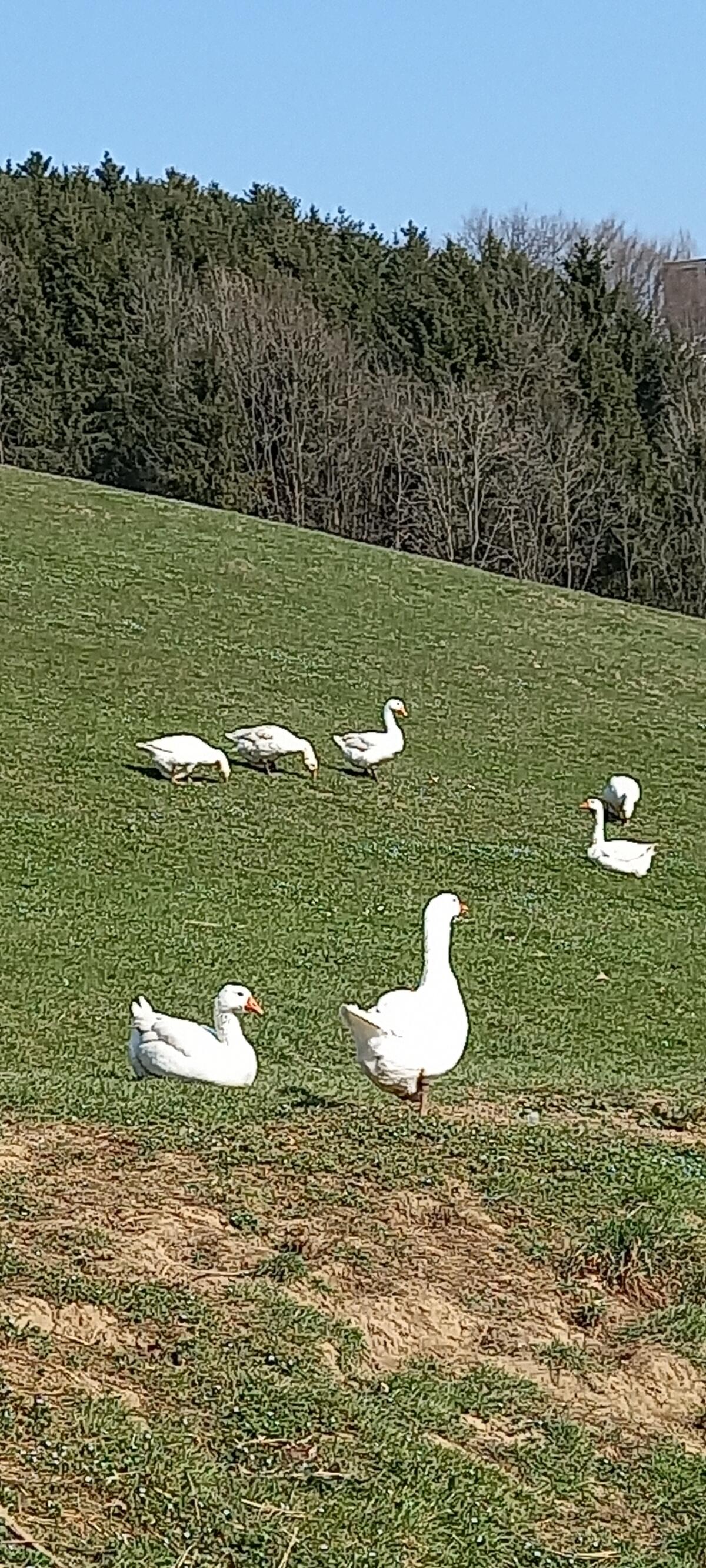 Gänse + Gänseeier 2