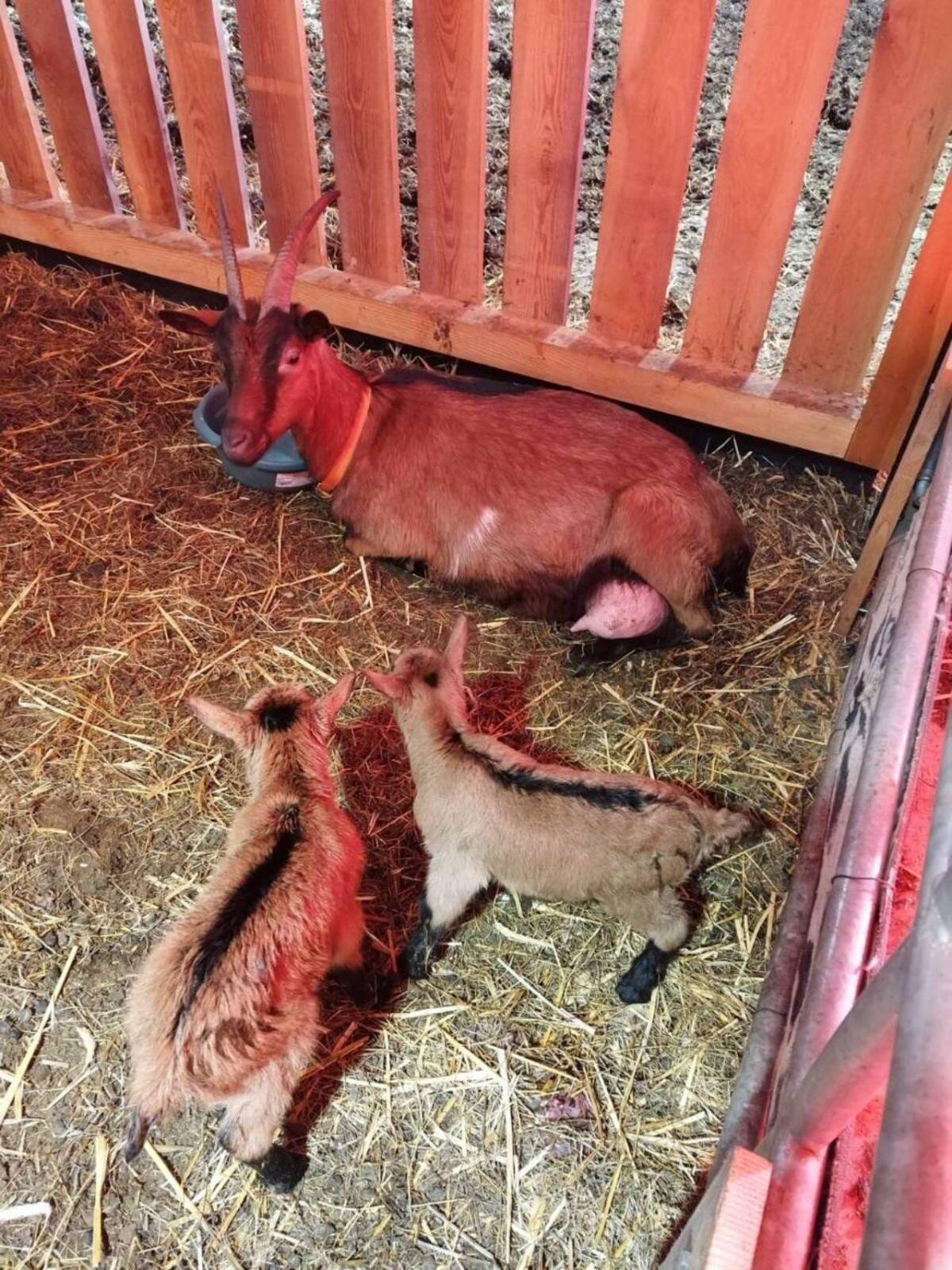 Ziegen 2