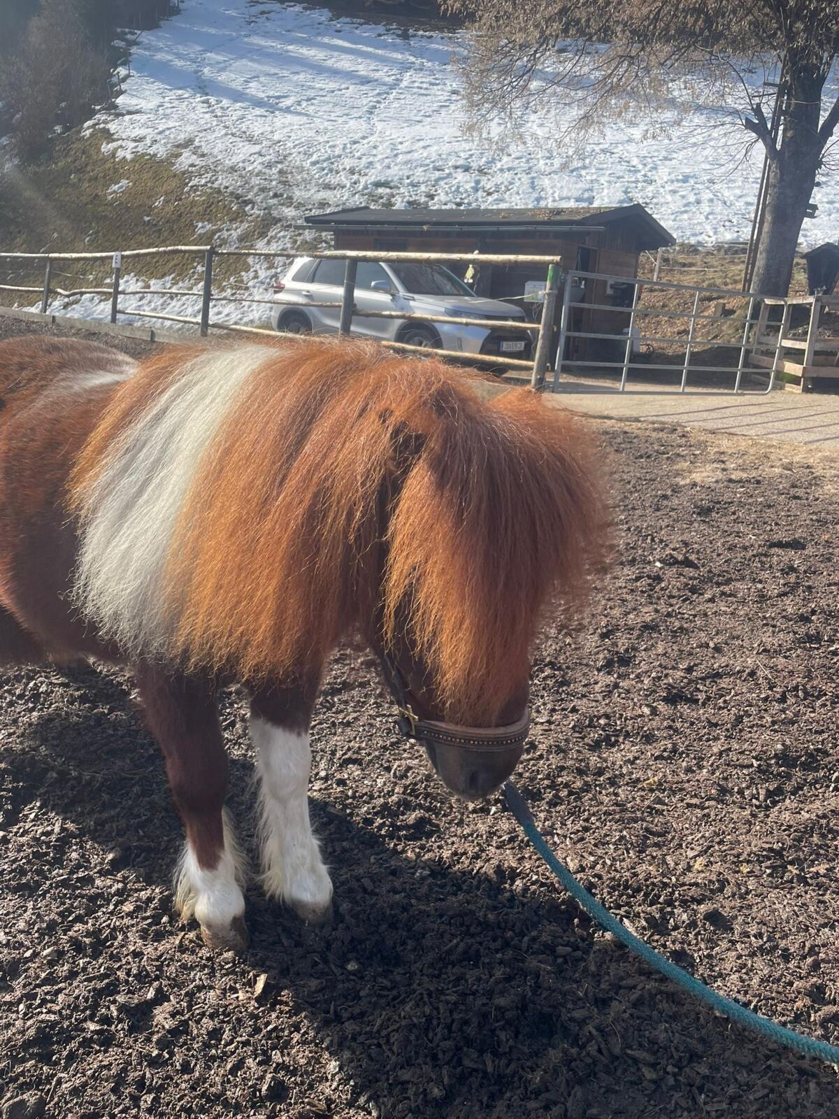 Mini-Pony-Hengst 3