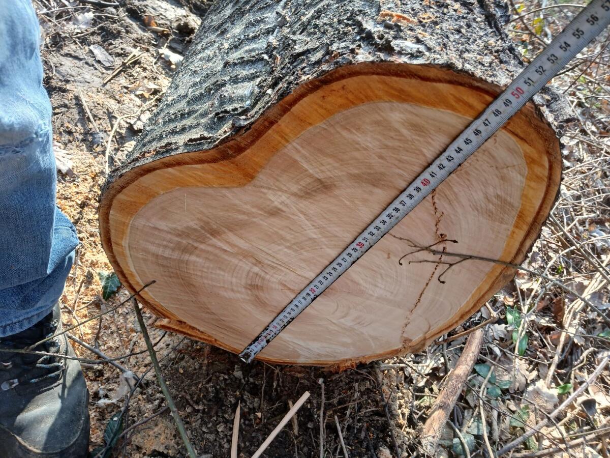 Kirschbaum 2