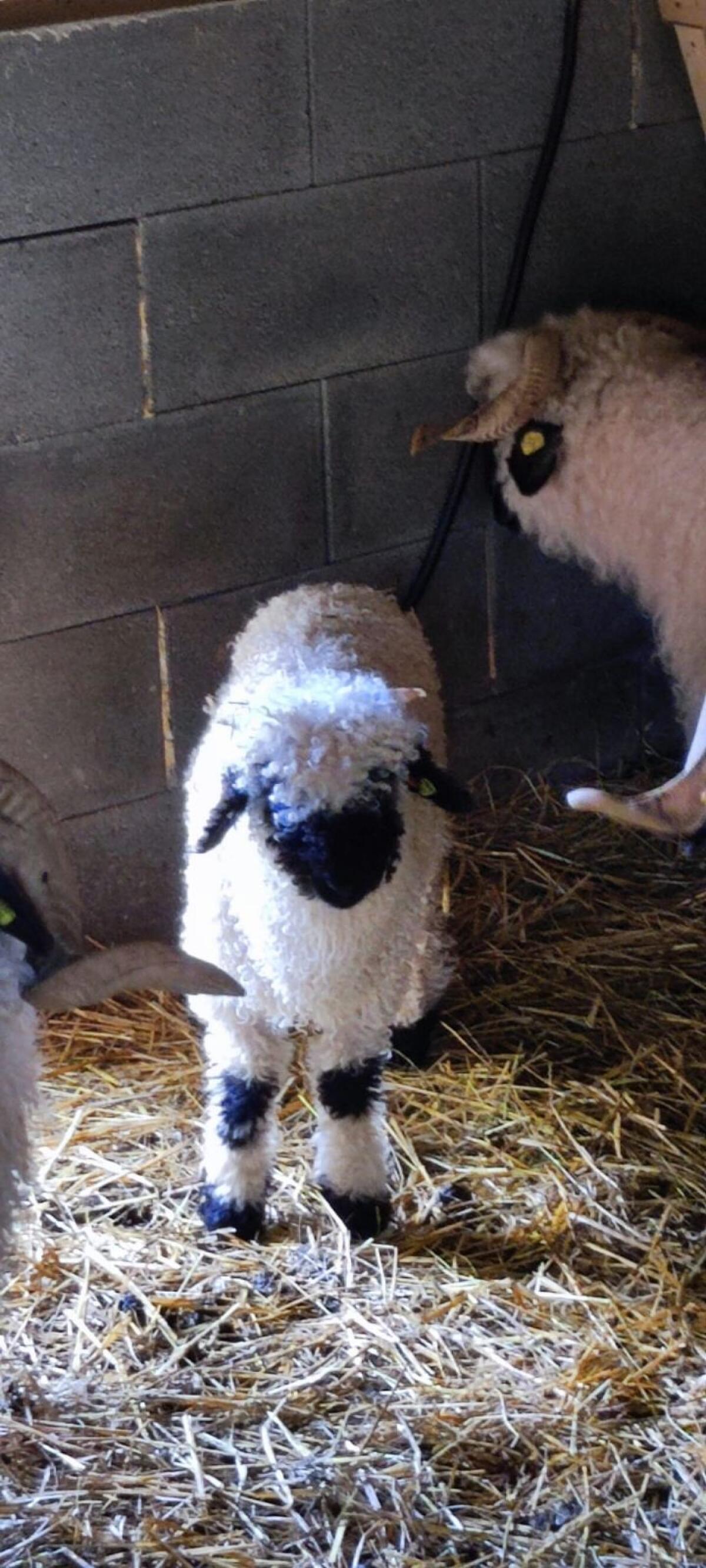 Walliser Schwarznasen 3