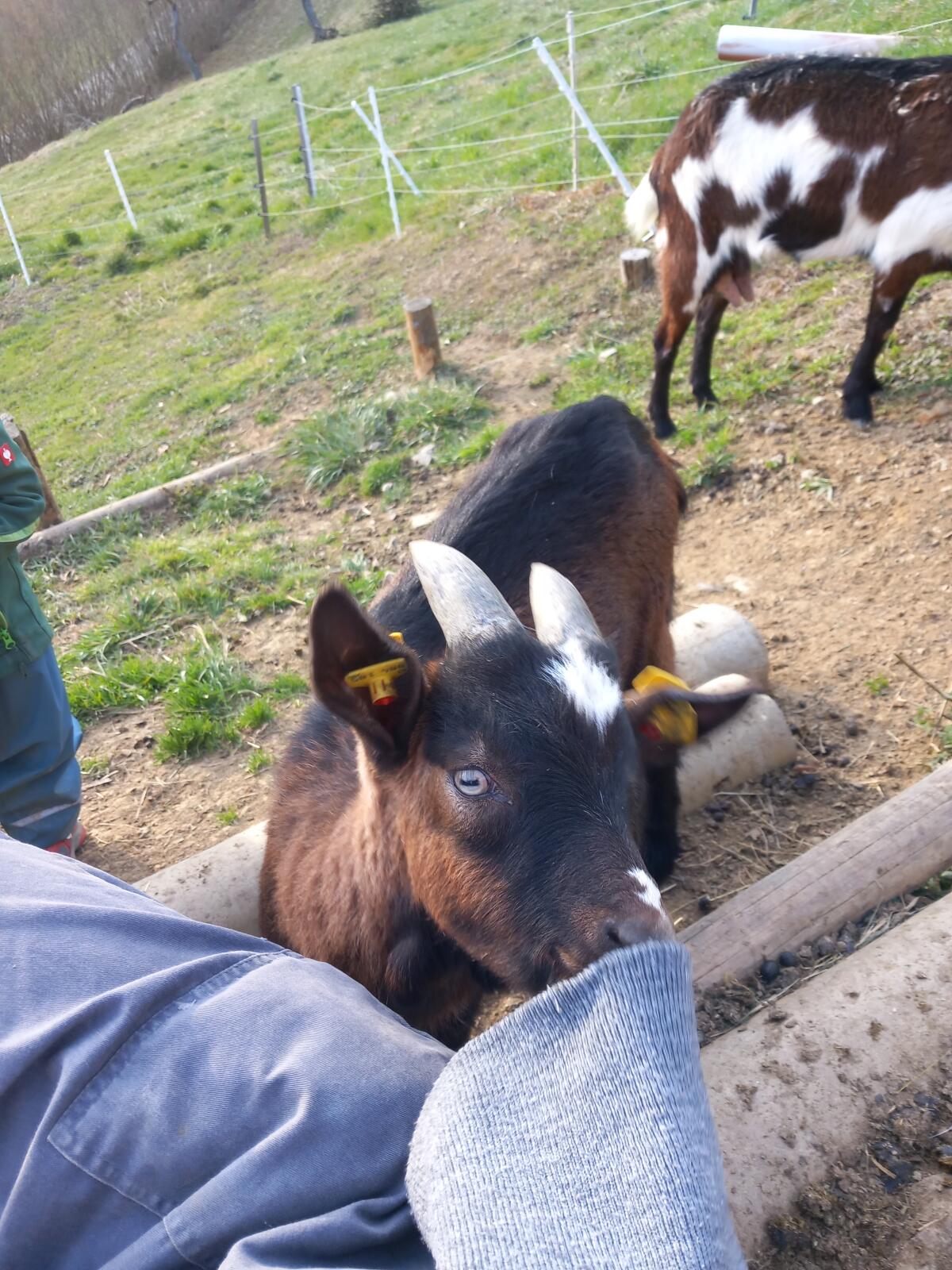 Junger zutraulicher Tauernscheckenbock 2