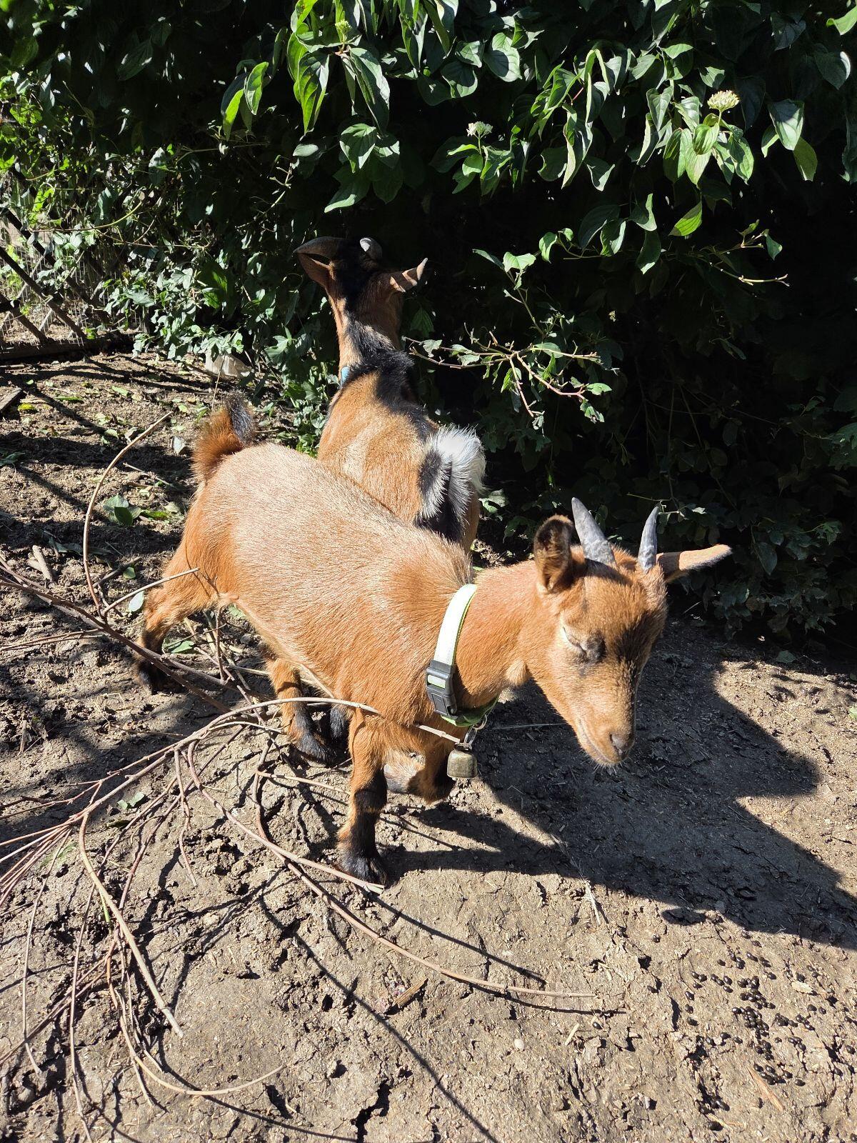 zwergziegen 3