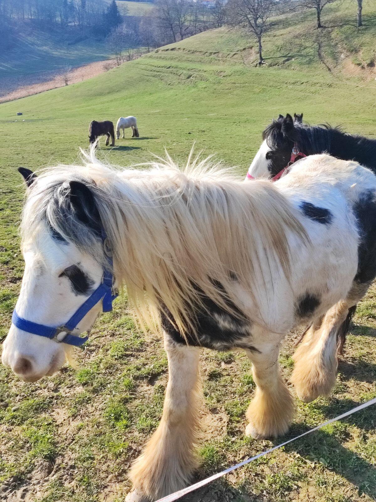 Tinker Stute tragend 2